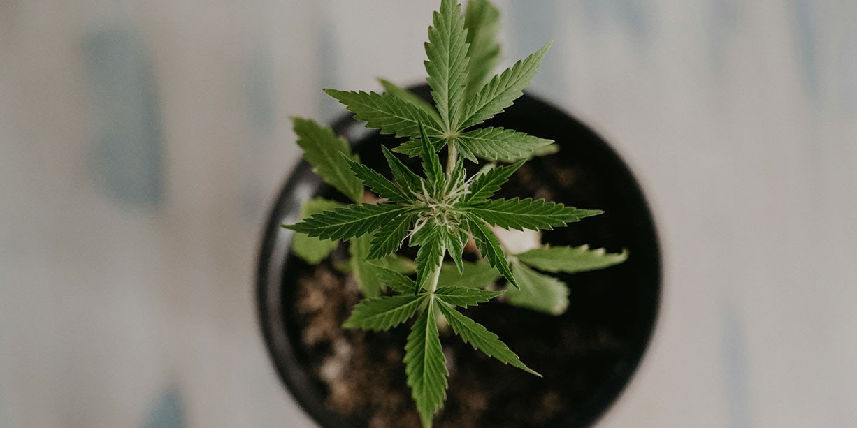 CBD-Samen anbauen - Tipps für den Start