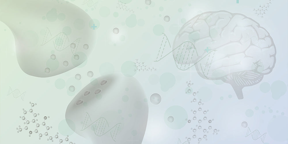 Das Endocannabinoidsystem – Wie es funktioniert und warum es wichtig ist