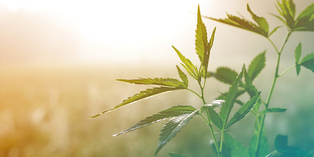 Häufige Fragen zu CBD: Was sollte man wissen?